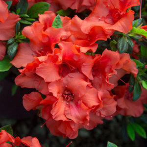 Azalea Encore® Autumn Embers®