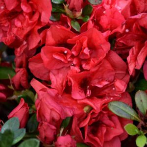 Azalea Encore® Autumn Fire®