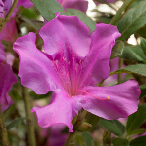 Azalea Encore 'Autumn Royalty'