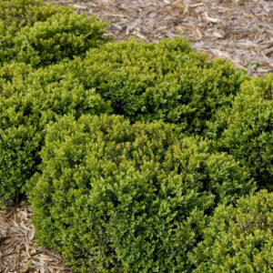 Boxwood 'Green Velvet'