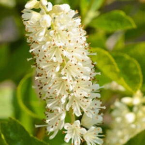 Clethra 'Hummingbird'