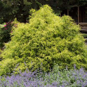 Sawara Cypress 'Golden Mop'