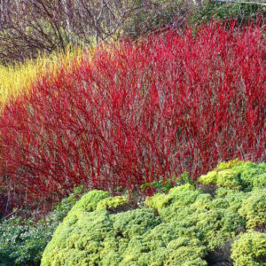 Dogwood 'Red Twig'