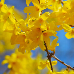 Forsythia 'Lynwood Gold'