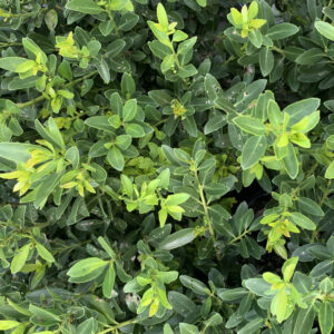 Holly 'Hoogendorn'