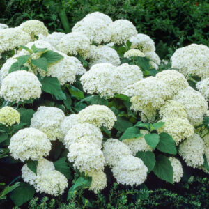 Hydrangea 'Annabelle'