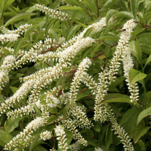 Itea 'Henry's Garnet'