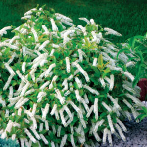 Itea 'Little Henry'