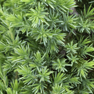 Juniper 'Blue Pacific'