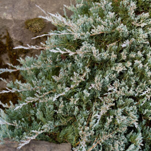 Juniper 'Blue Rug'