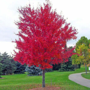 October Glory® Red Maple