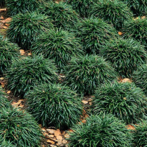 Dwarf Mondo Grass