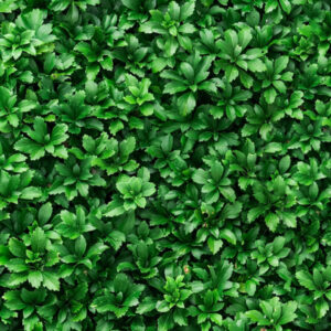 Pachysandra