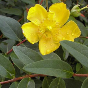 St. John's Wort 'Hidcote'