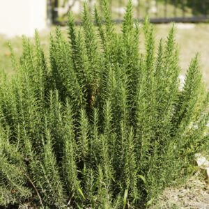 Rosemary 'Arp'