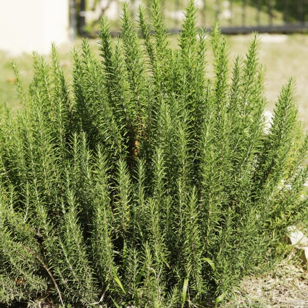 Rosemary Arp