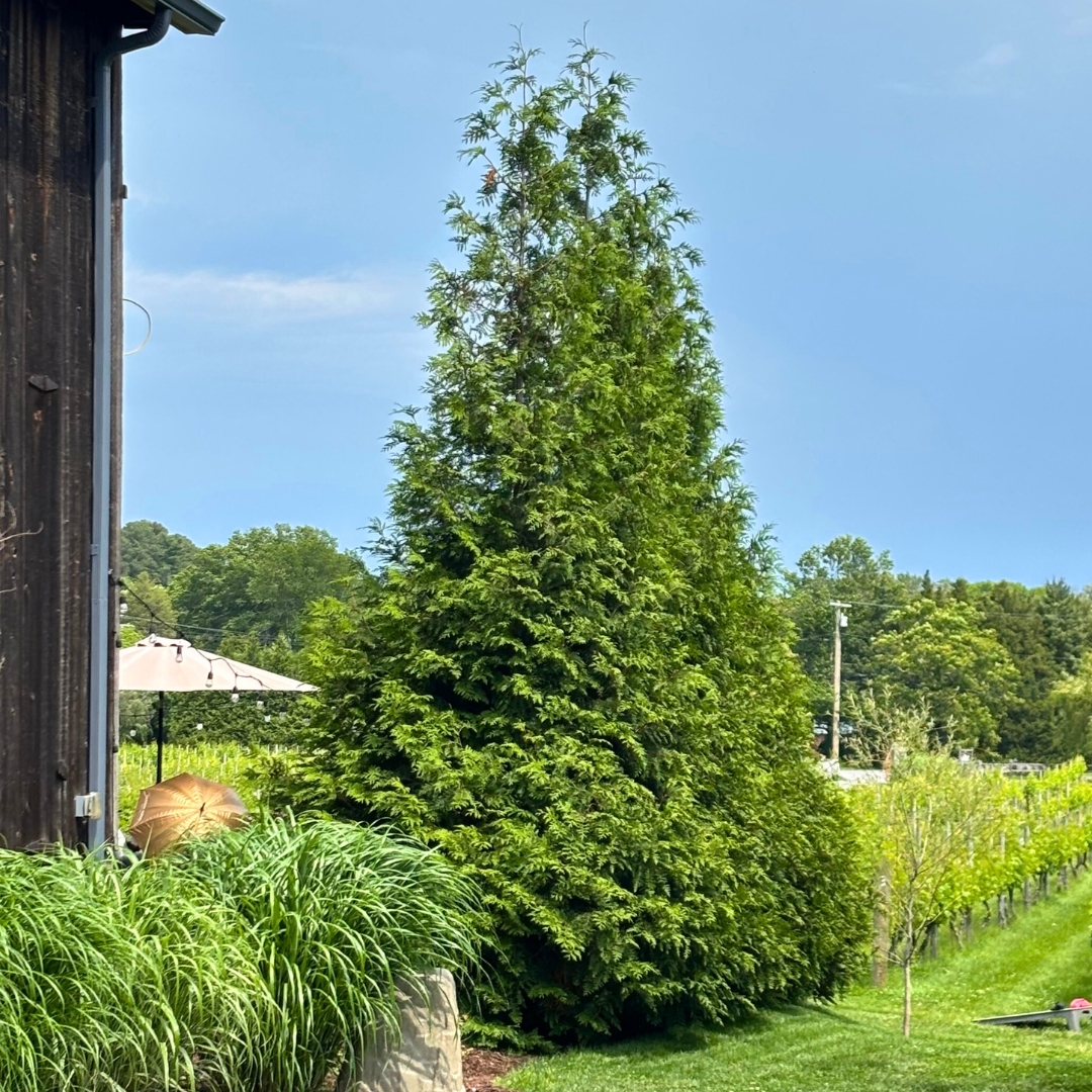 Arborvitae 'Green Giant'