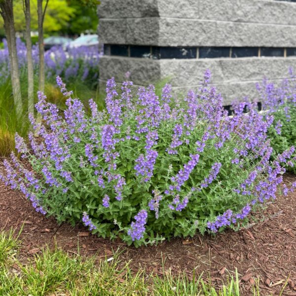 Walker's Low Catmint