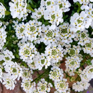 Iberis 'Snowsurfer Forte'
