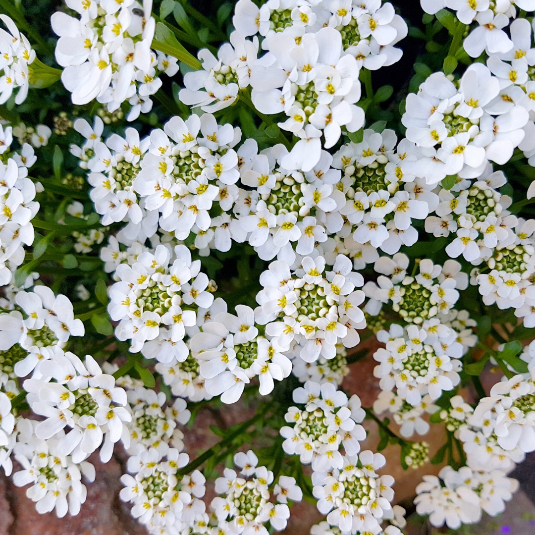 Iberis 'Snowsurfer Forte'