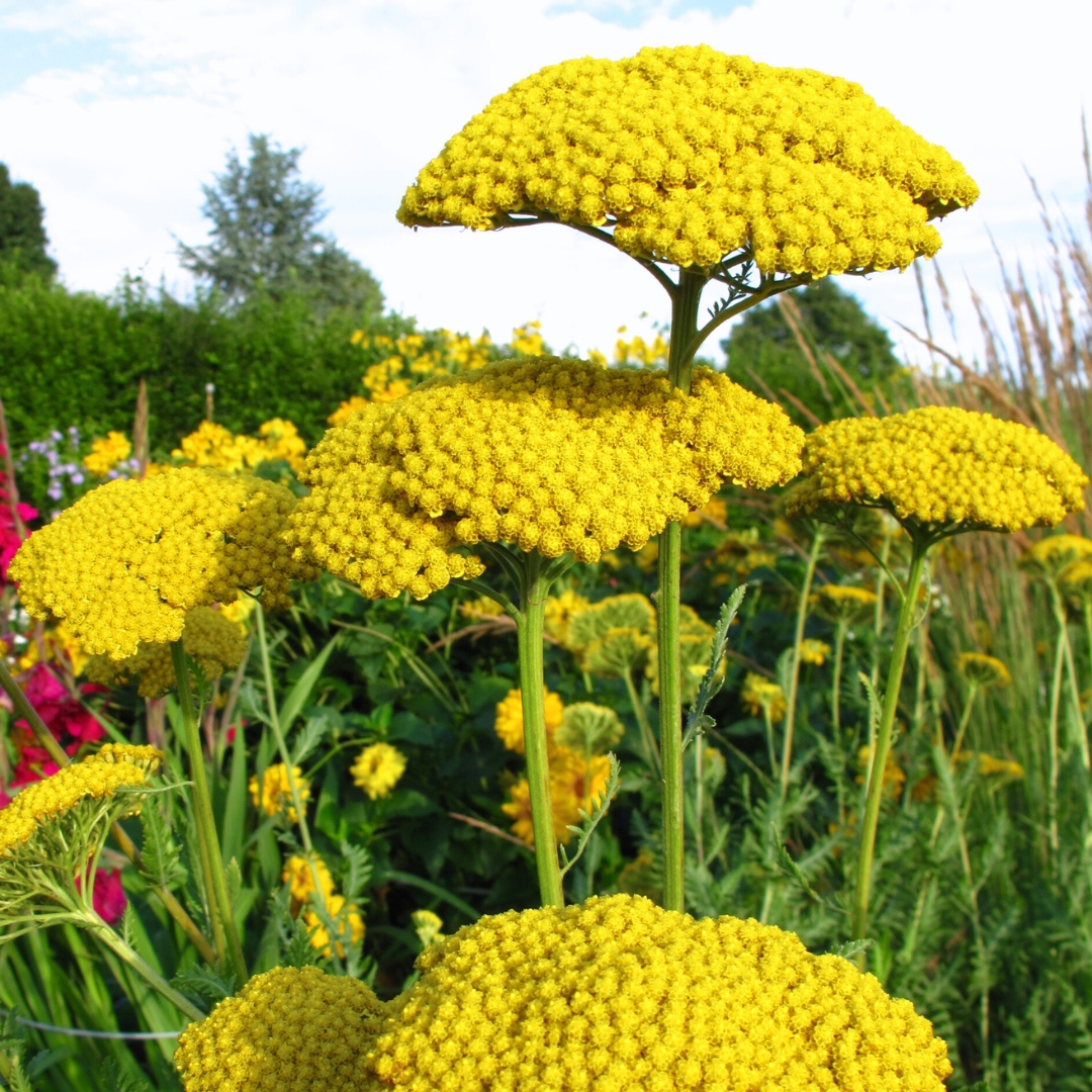 Achillea 'Moonshine'