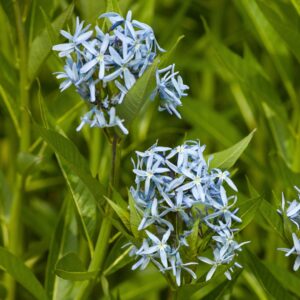Amsonia Hubrichtii