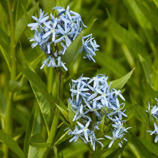 Amsonia hubrichtii