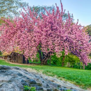 Flowering Cherry 'Kwanzan'