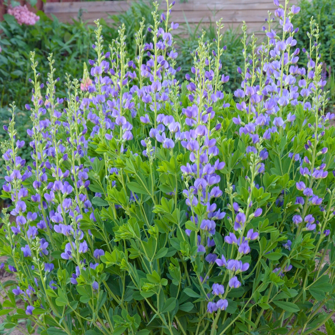 Blue False Indigo