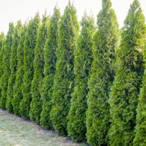 Arborvitae 'American Pillar'