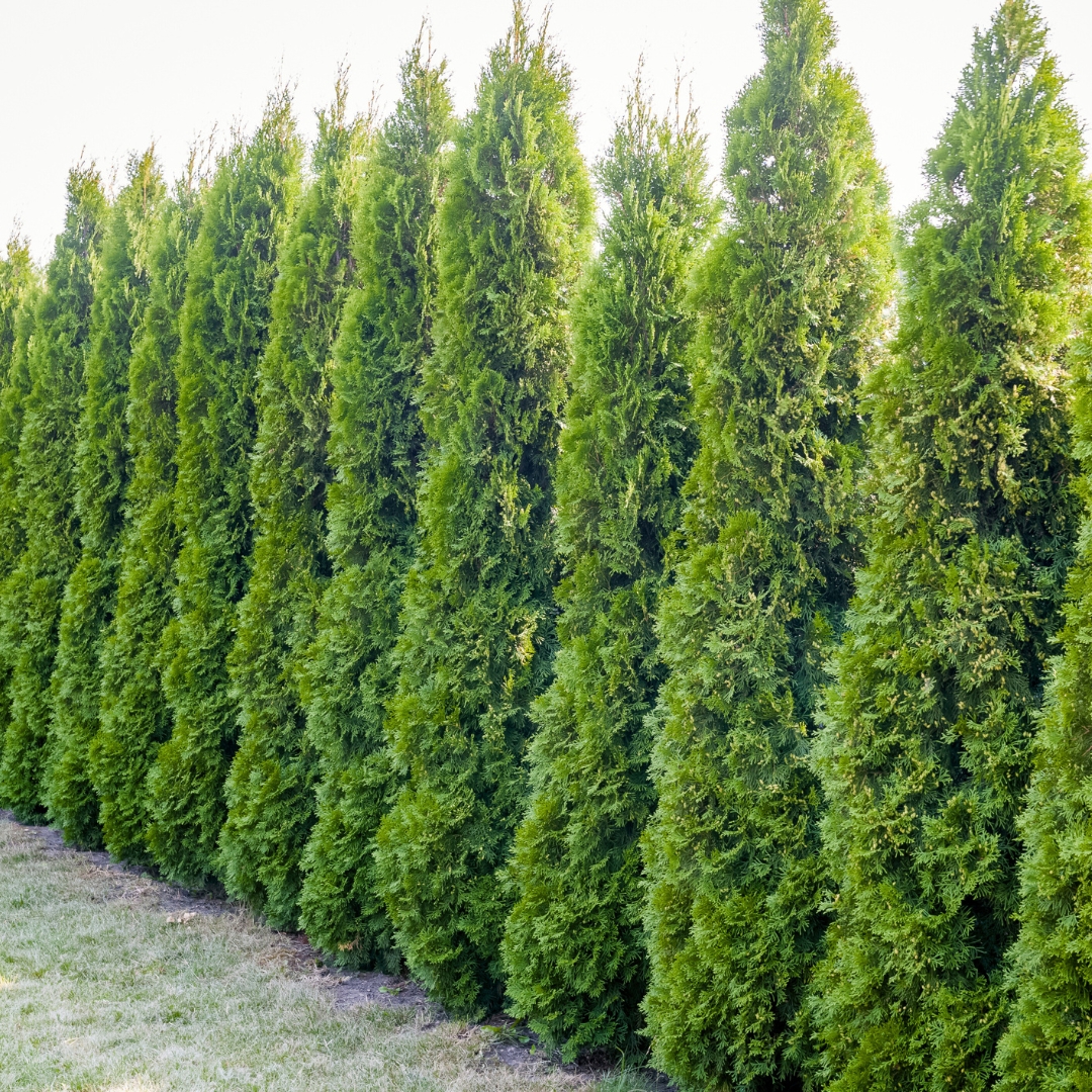 Arborvitae 'American Pillar'