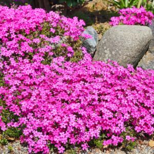 Phlox subulata 'Drummond's Pink'