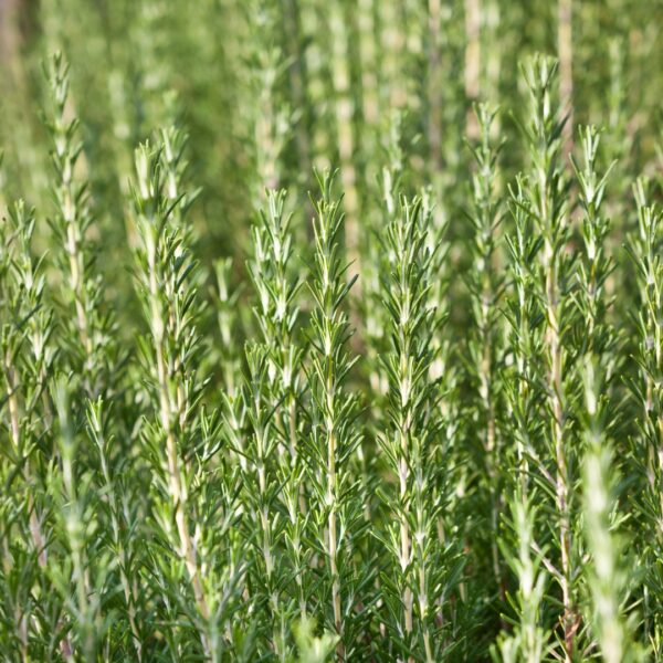 Rosemary Arp close up