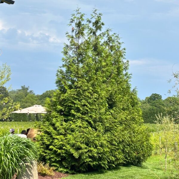 three Green Giant Arborvitaes