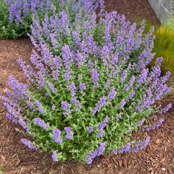 Walker's Low Nepeta