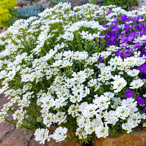 Snowsurfer Forte Candytuft