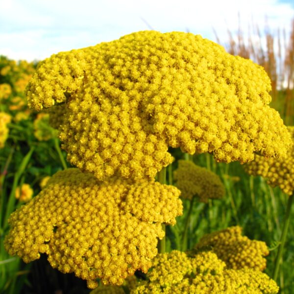 close up of Achillea Moonshine
