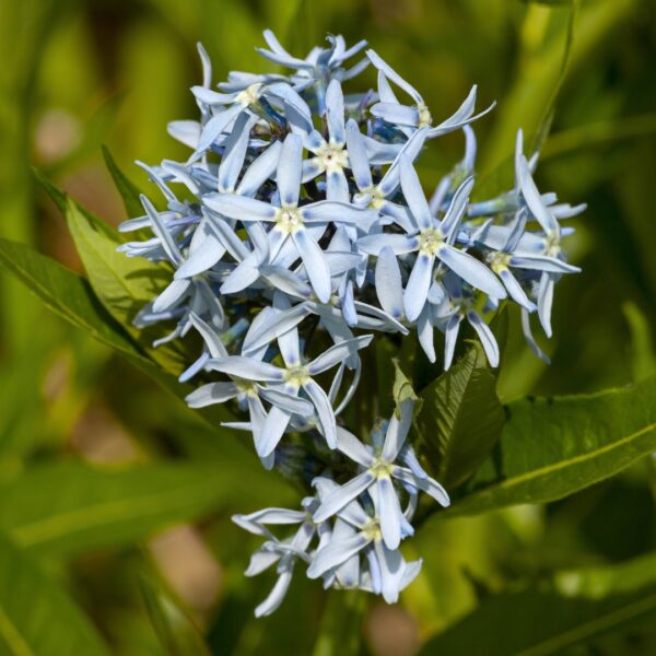 close up of Amsonia hubrichtii
