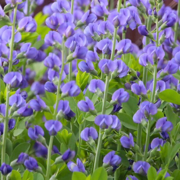 group of Blue False Indigo