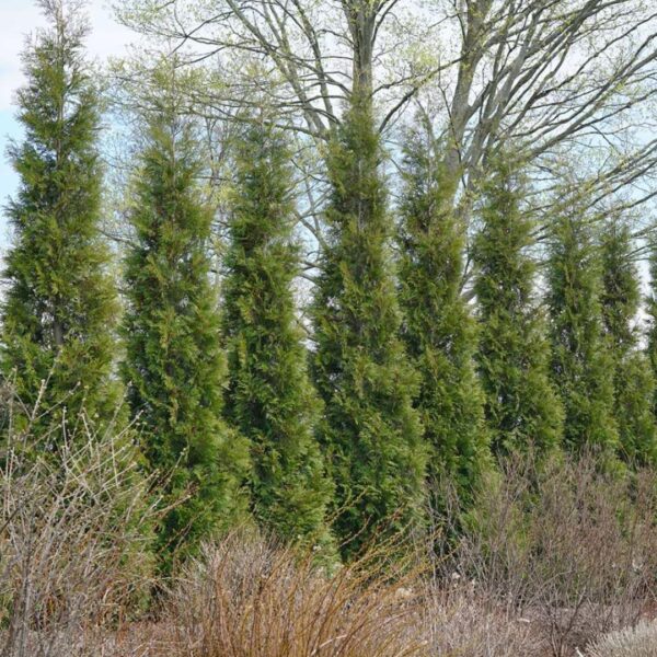 wall of American Pillar Arborvitae