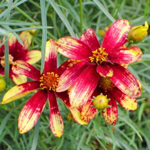 Coreopsis 'Kim's Sunflare'