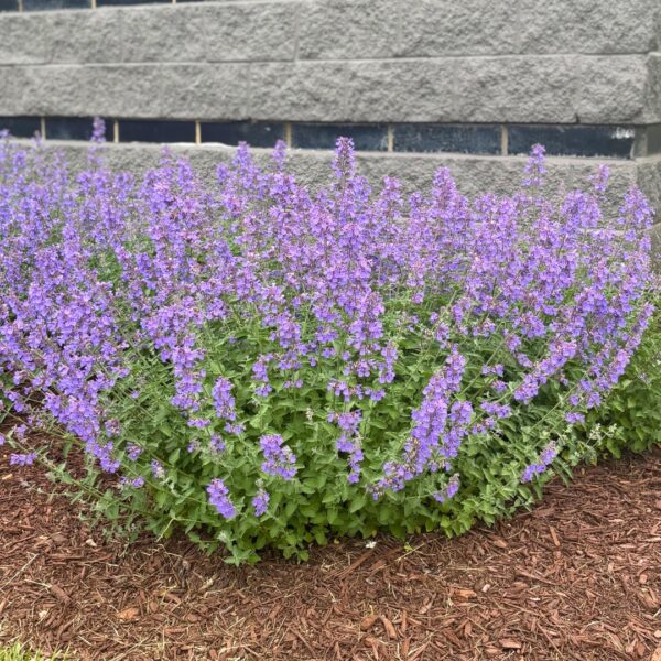 Walker's Low Catmint height
