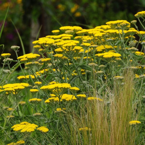 close up of Achillea Moonshine with ornamental grass