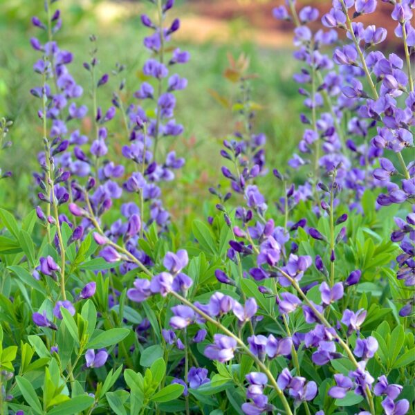 Blue False Indigo