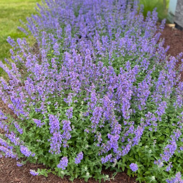 group of Walker's Low Catmint