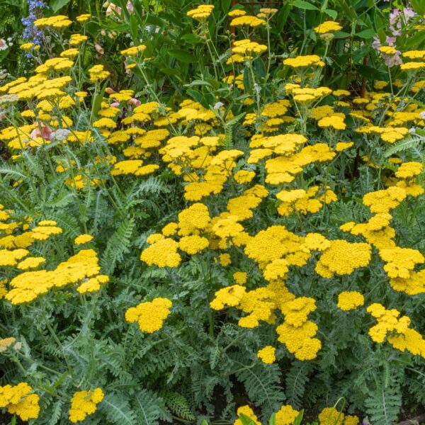 group of Achillea Moonshine
