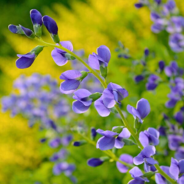 close up of group of Blue False Indigo