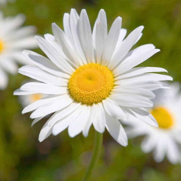 close up of Becky Shasta Daisy