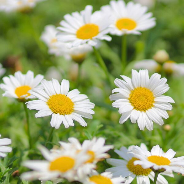 group of Leucanthemum Becky