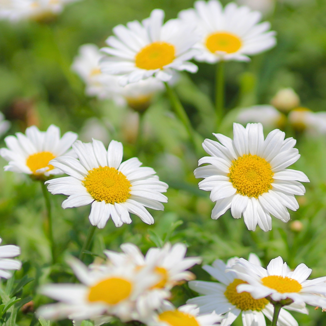 Leucanthemum 'Becky'